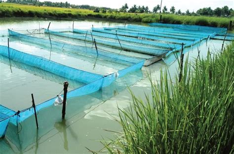 rizal santiago city isabela|Former fish farm worker now owns a successful tilapia hatchery .